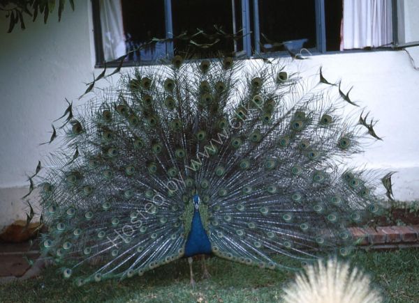 Peacock, Mount Kenya Safari Club, Nanyuki
